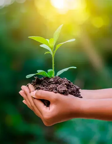 Manos sosteniendo una planta joven con tierra, simbolizando crecimiento, sostenibilidad y compromiso con el medio ambiente.